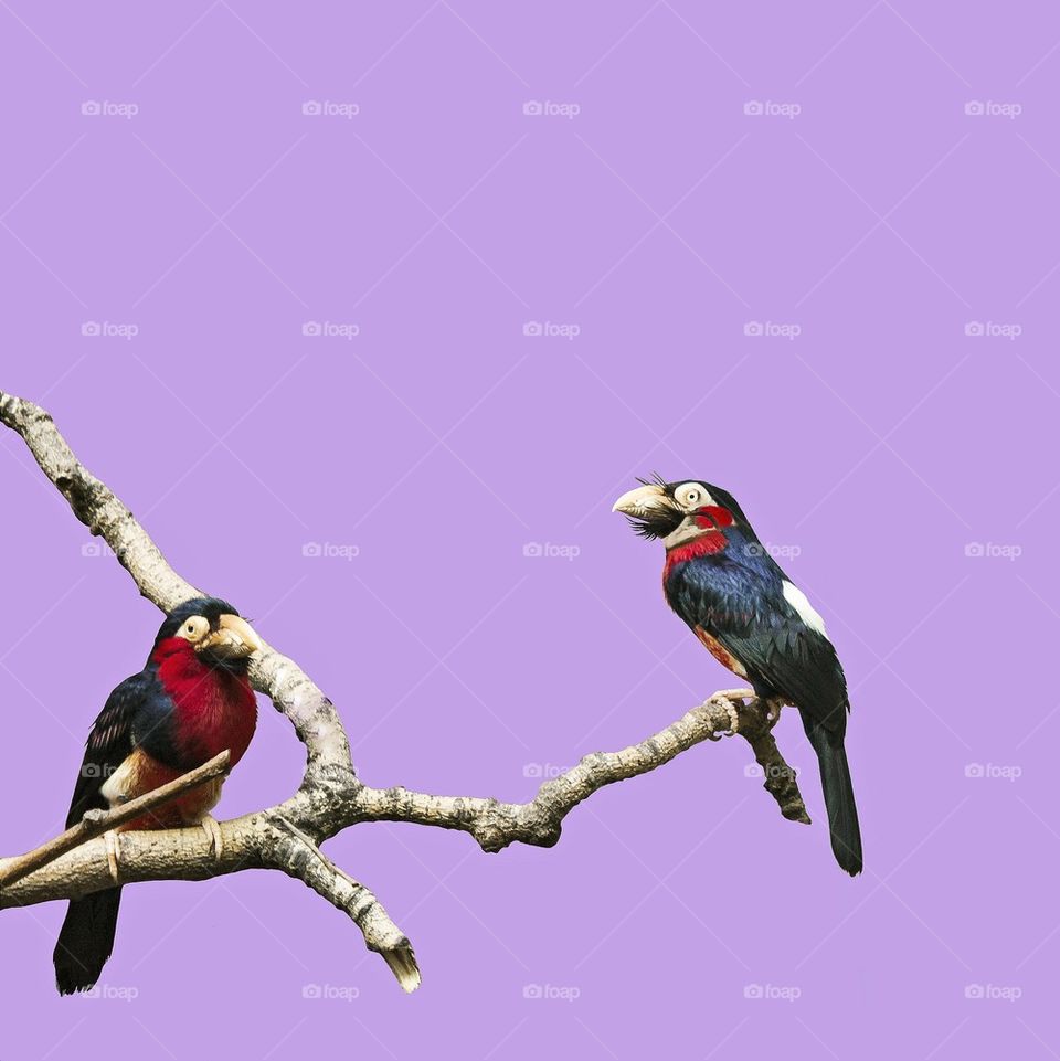 birds in purple 