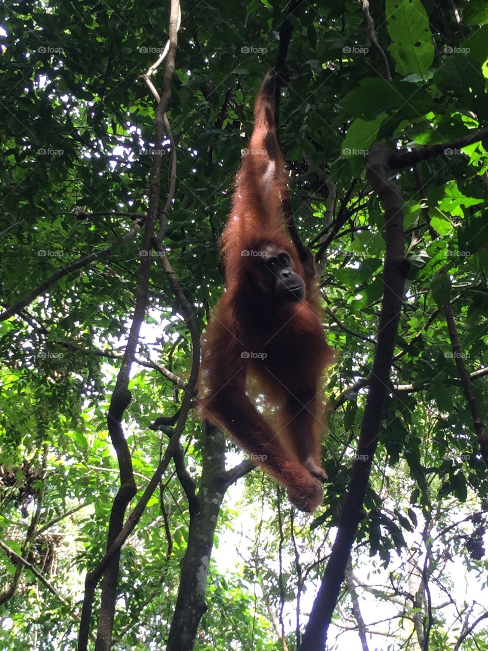 Bukit lawang