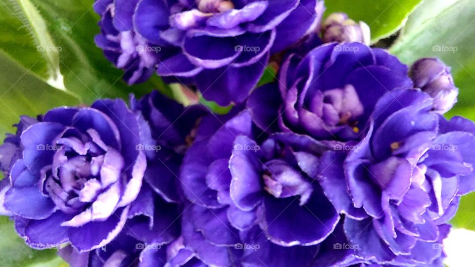 Violeta roxa, lindas flores delicadas e exuberante!