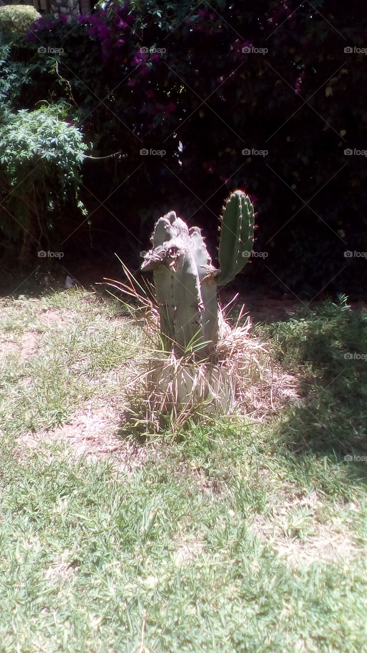 Succulente small cactus in garden on dry 
field of grass in summer season