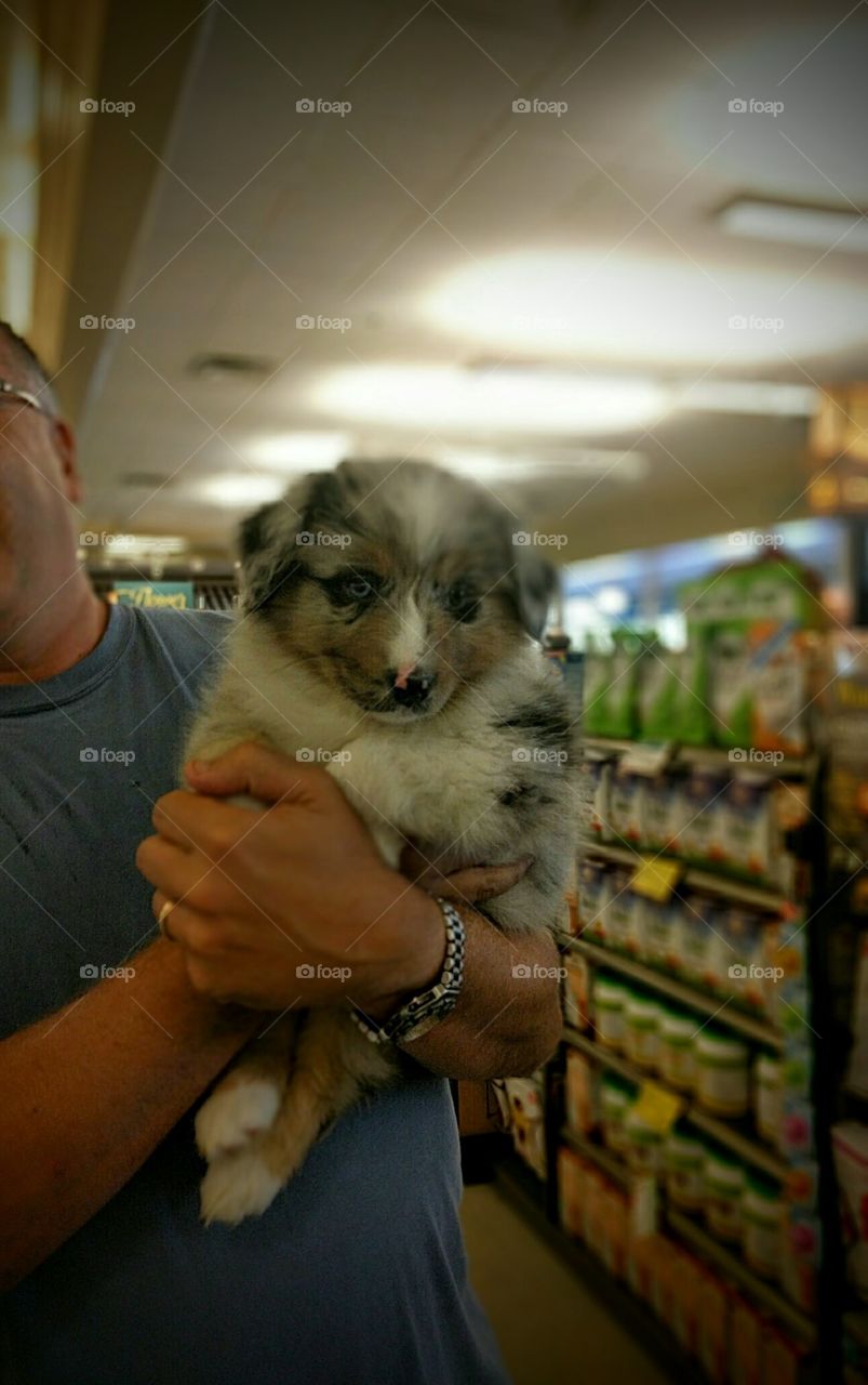 Supermarket Pup