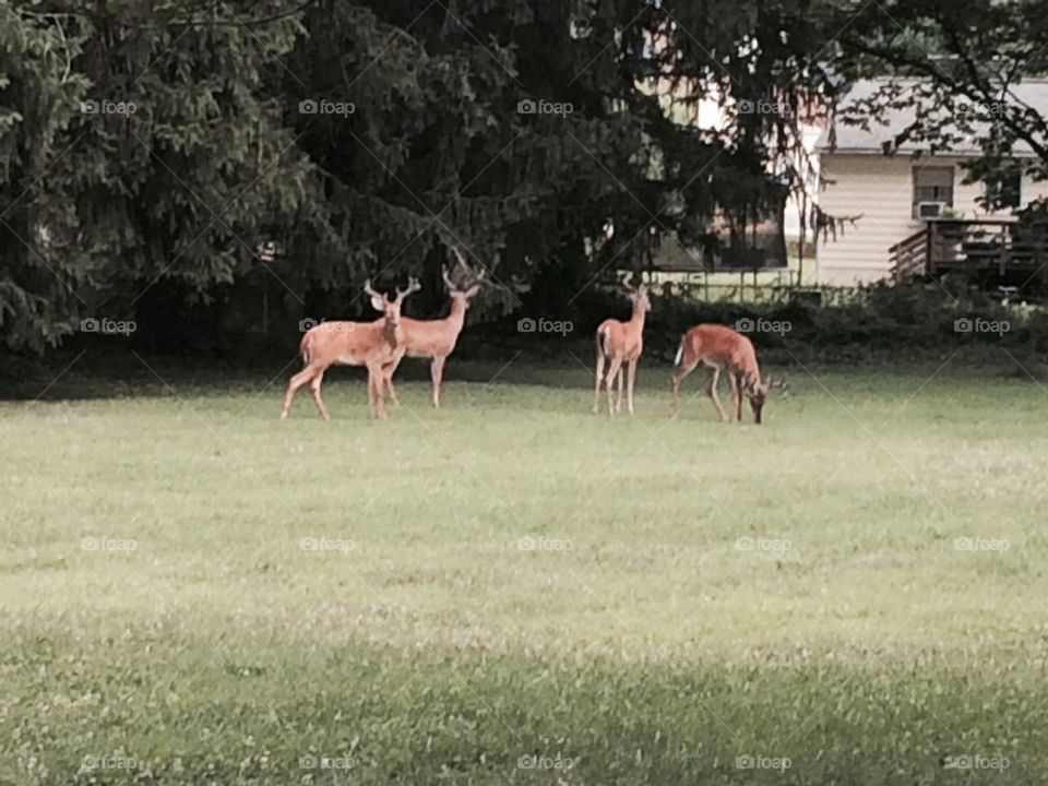 Herd of deer in a backyard