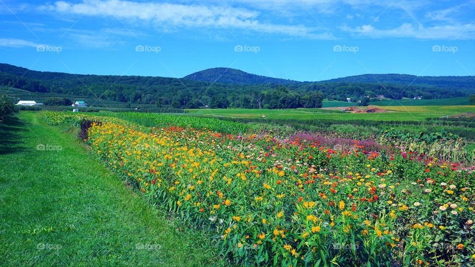 Field of Dreams