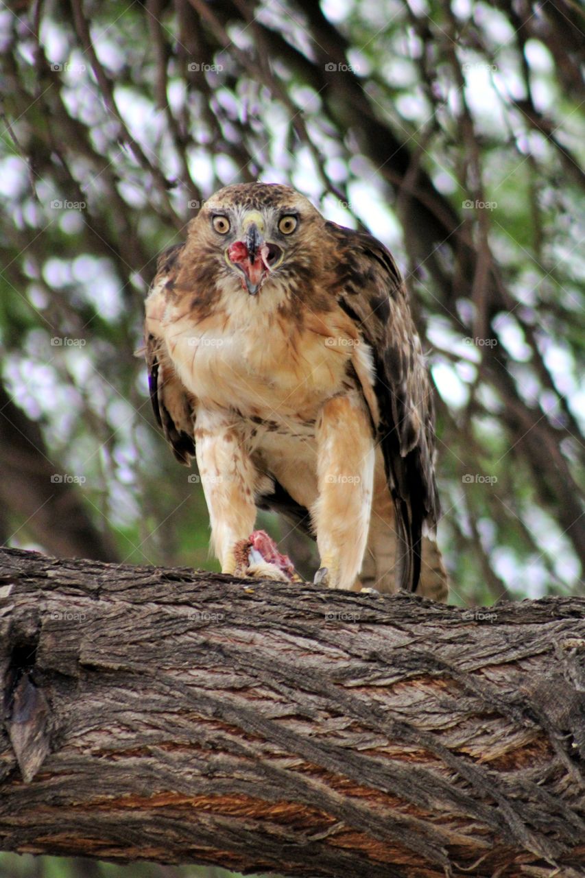 red tailed hawk eating