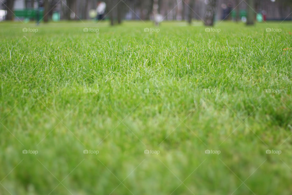 green grass