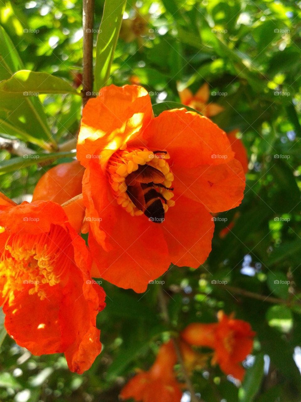 honeybee in flowers