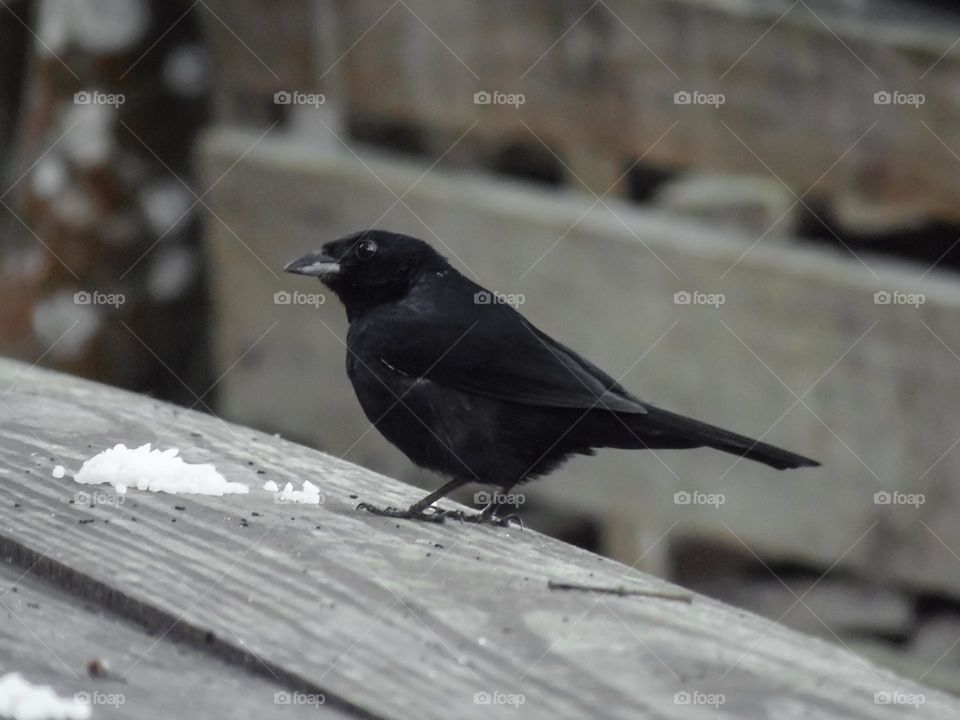 Black bird