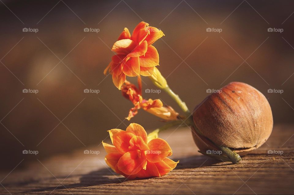 orange flower