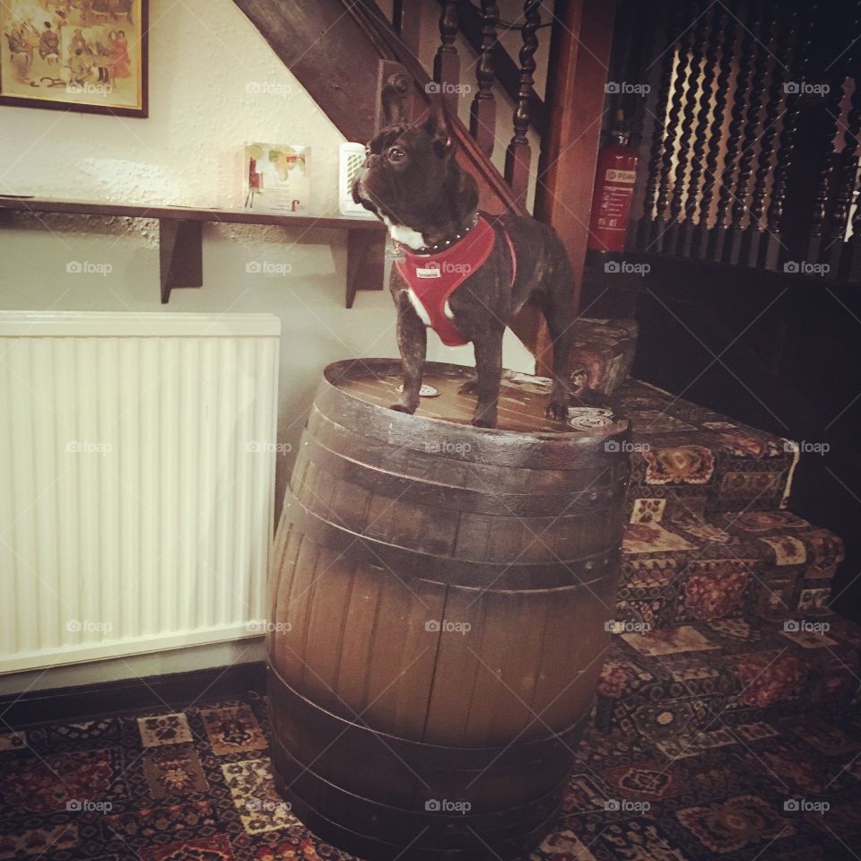 Dog in pub 