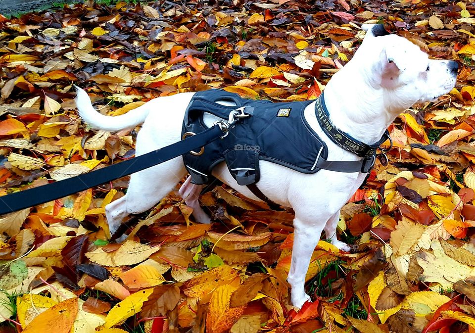 staffie in leaves