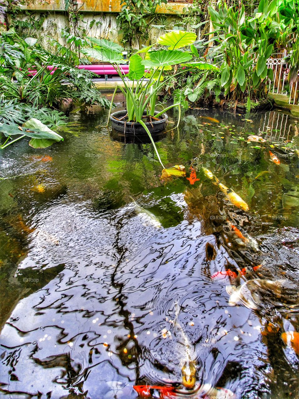 Tropical hothouse