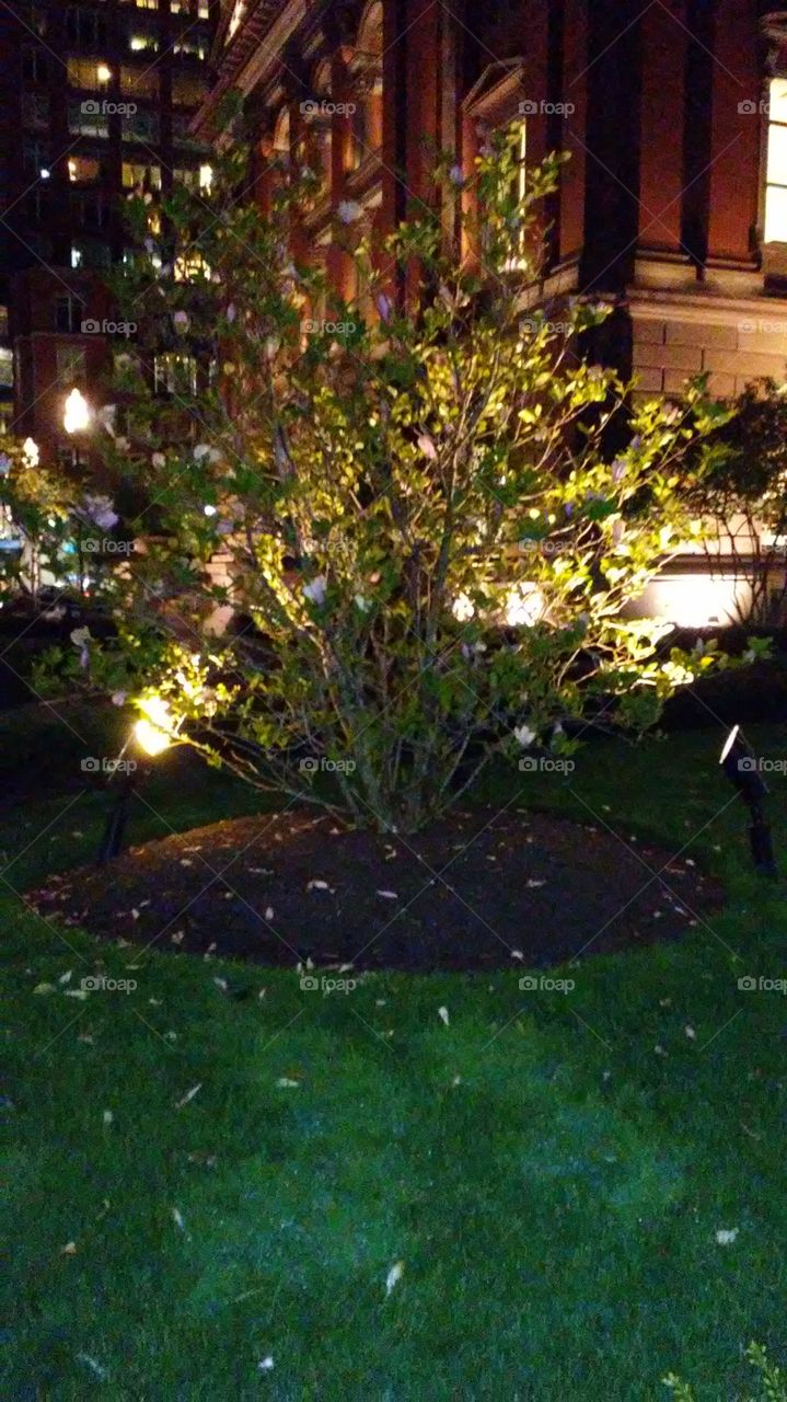 tree. lights. city. calm. evening