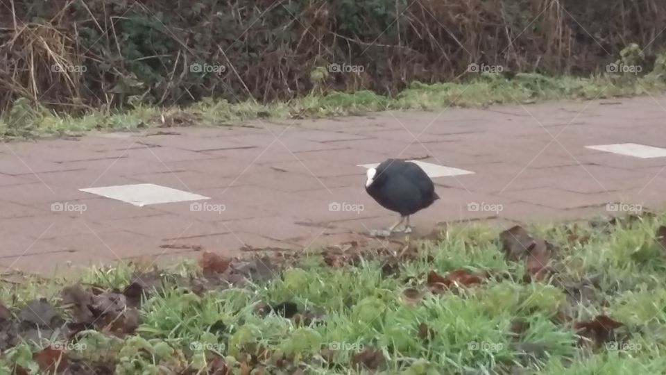 beautiful black bird walking on the street
