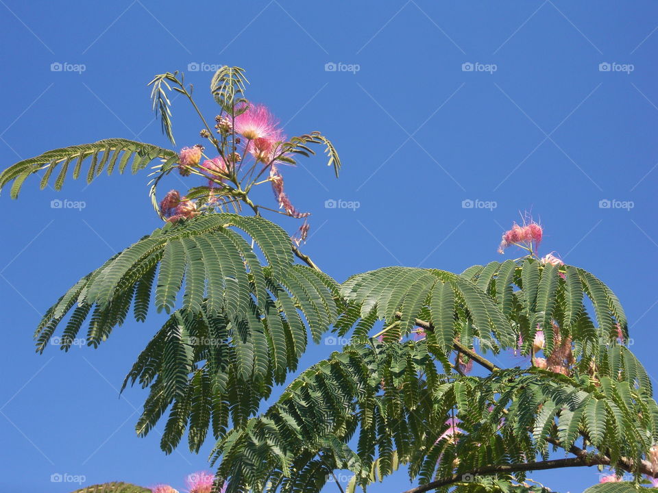 Pink flowering bush