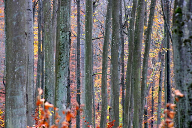 High and long trees in autumn forest