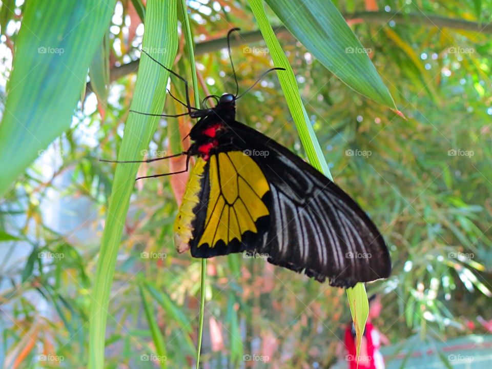 Butterfly with yellow markings.