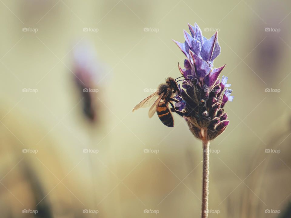 bee sucking nectar and pollinating lavender flower