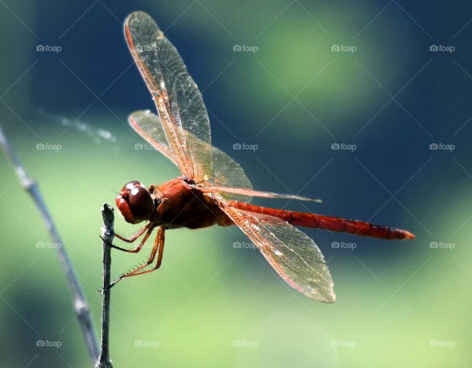 This beautiful red dragonfly is hanging on to this small branch for all it's might.