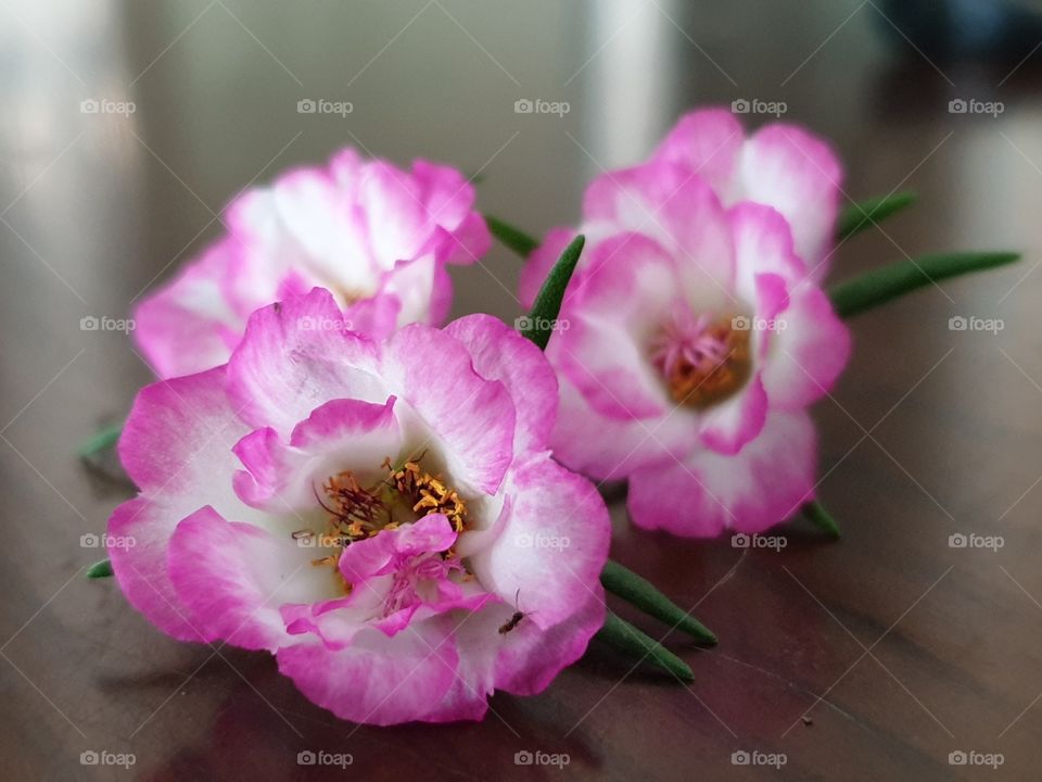 my beautiful Portulaca grandiflora