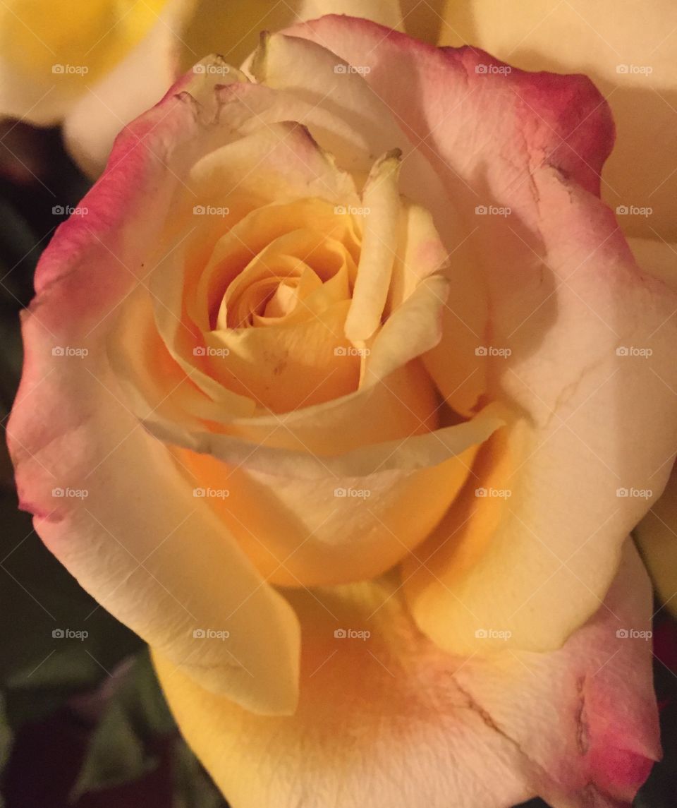 Single yellow and pink rose 