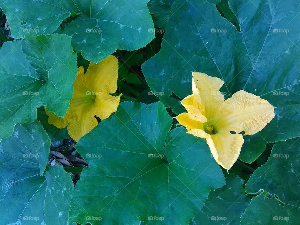 Pumpkin plant in full bloom. Nice yellow flower and huge, broad lush green leaves. Lit by the bright, scorching Summer sun