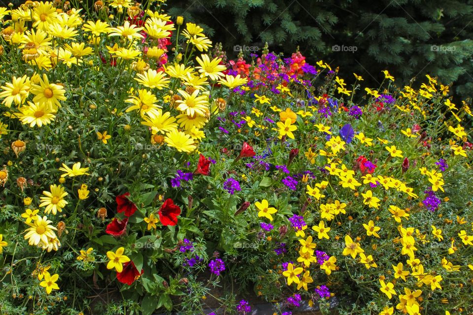 Multicolor flowers in park