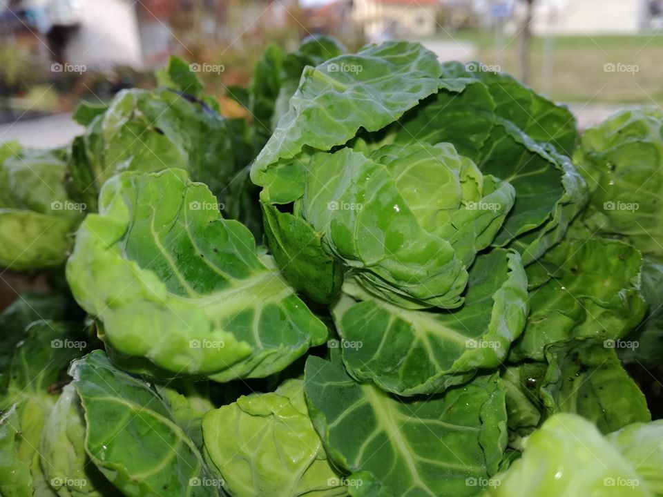 Cabbage, Food, Vegetable, Leaf, Pasture