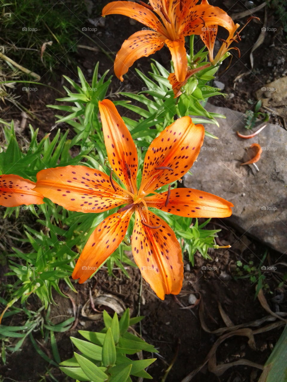 fiery orange Lily