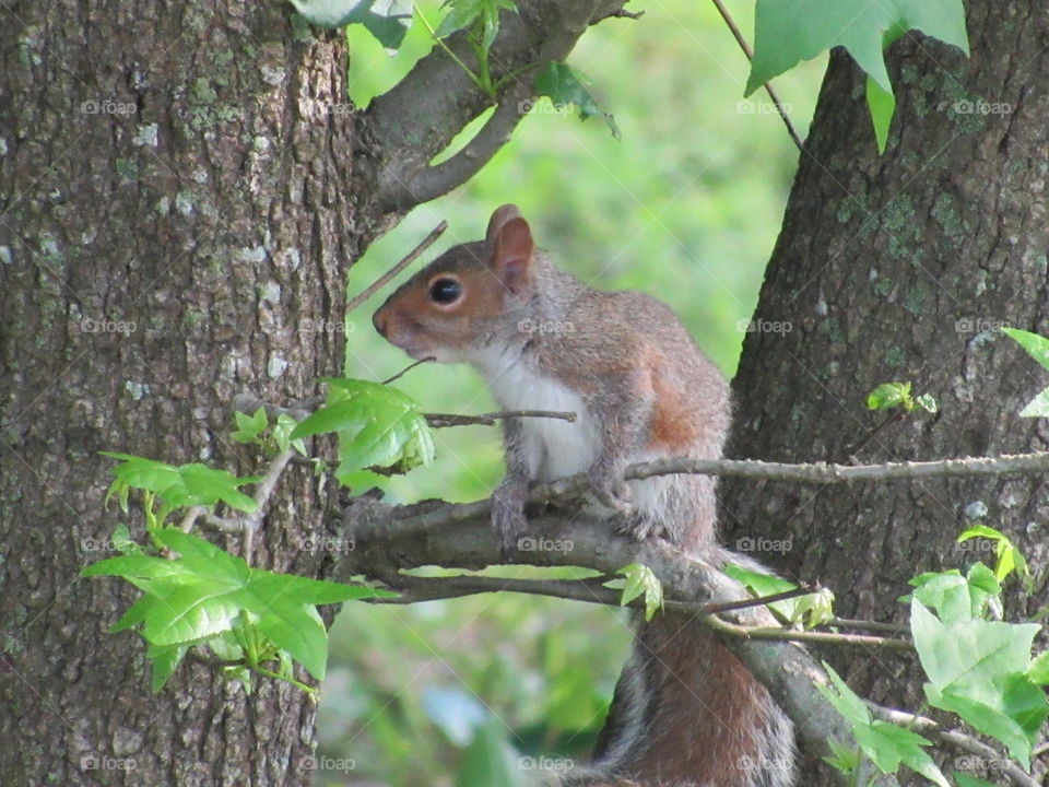 Young Squirrel