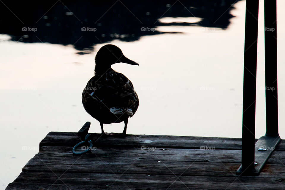 Silhouette of a duck 