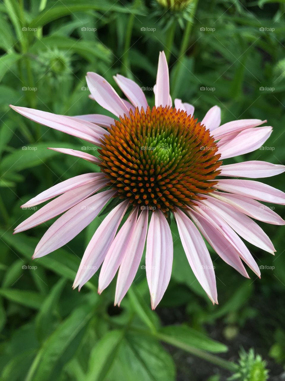 Coneflower