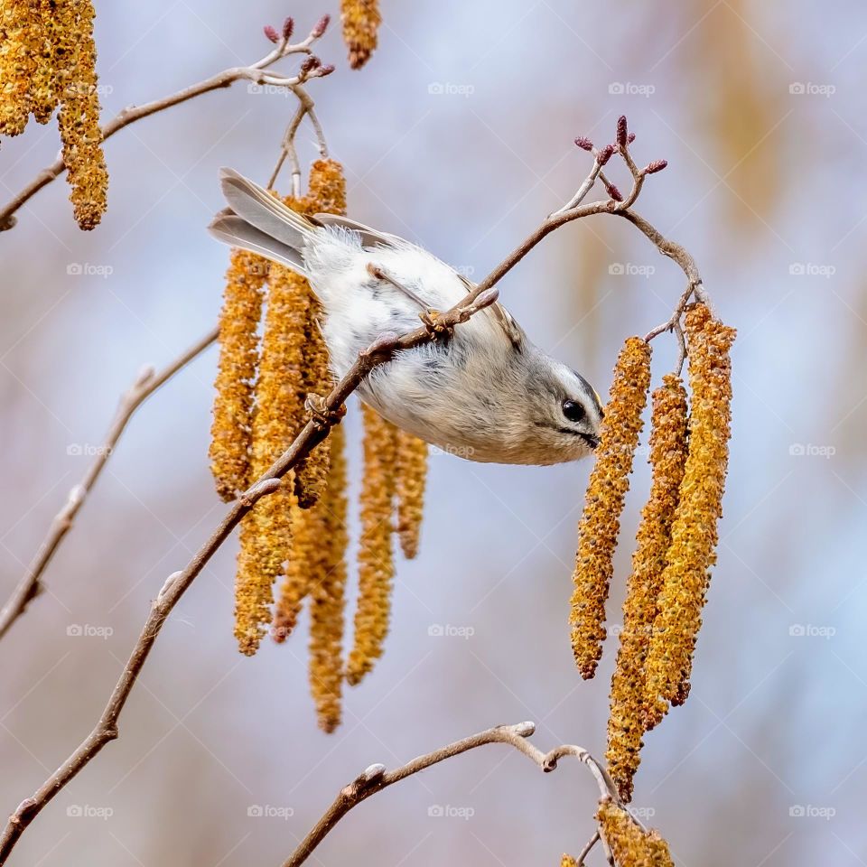 A golden-crowned kinglet stretched for the alder catkins. Raleigh, North Carolina. 