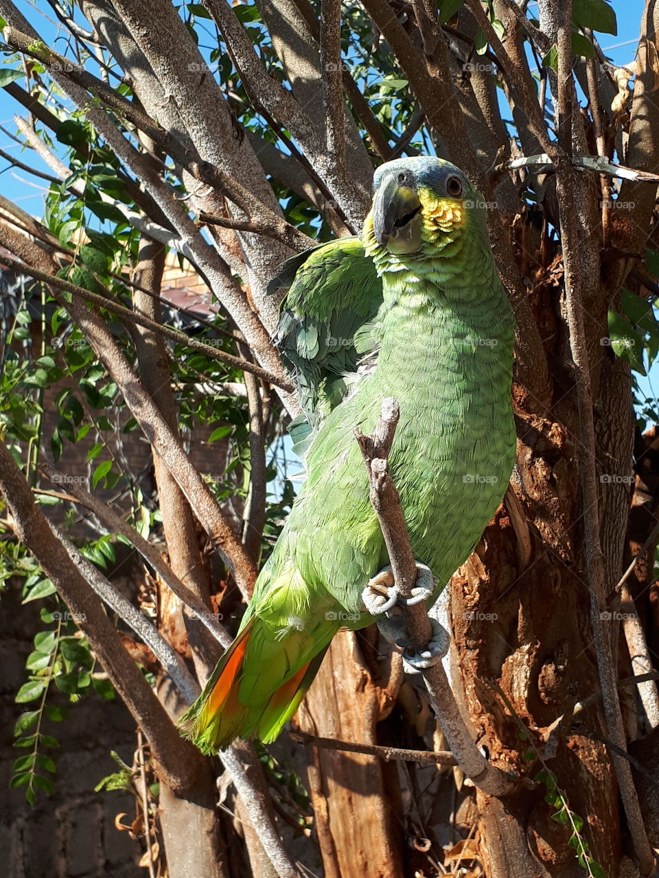 kinky amazon parrot
under the winter sun