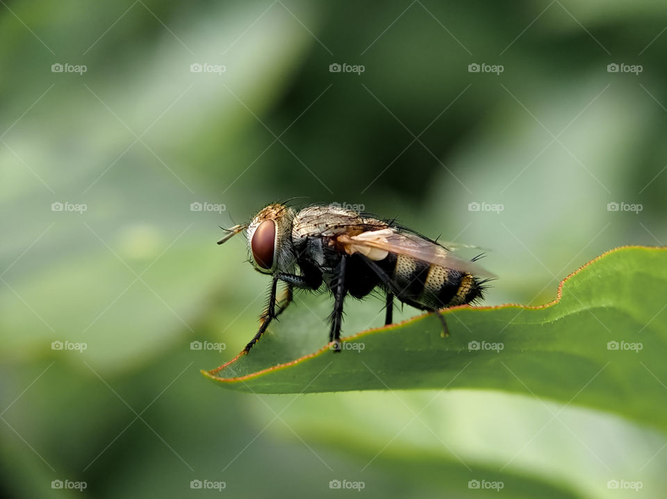 A garden fly is resting on a leaf. Look at the hairs on the body! Do you feel ticklish?