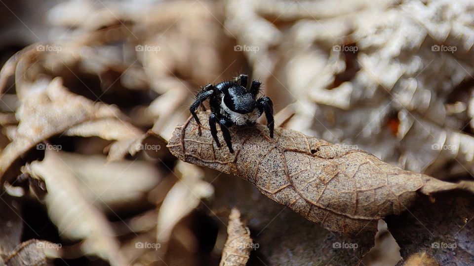 little black and white spider on a perishing leaf