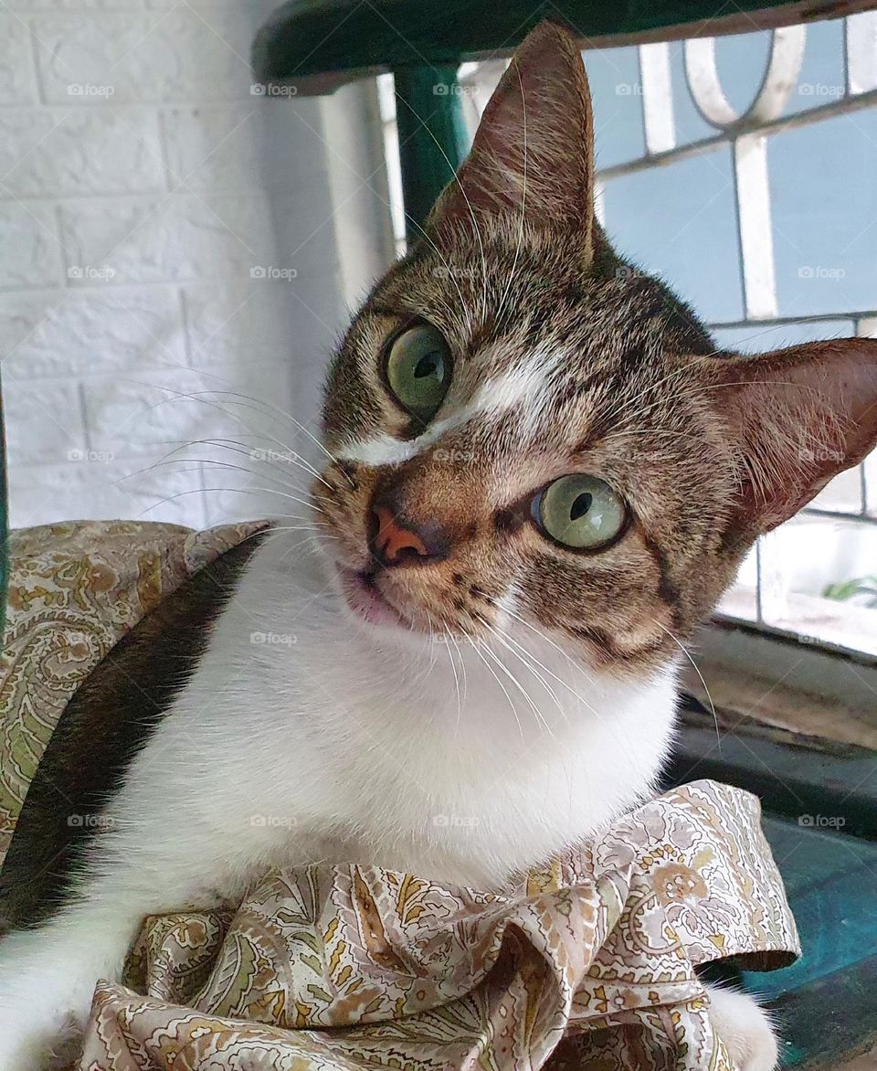 A female cat is sitting and looking at the camera while being photographed