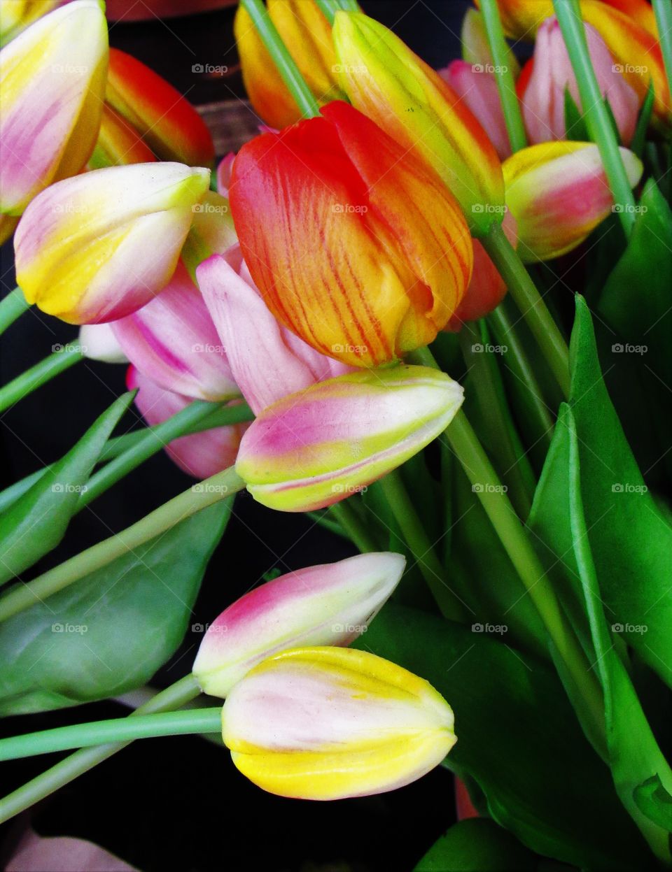 Tulips