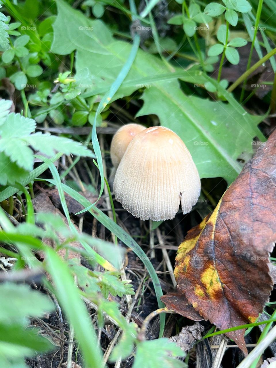 Mystical Mushrooms