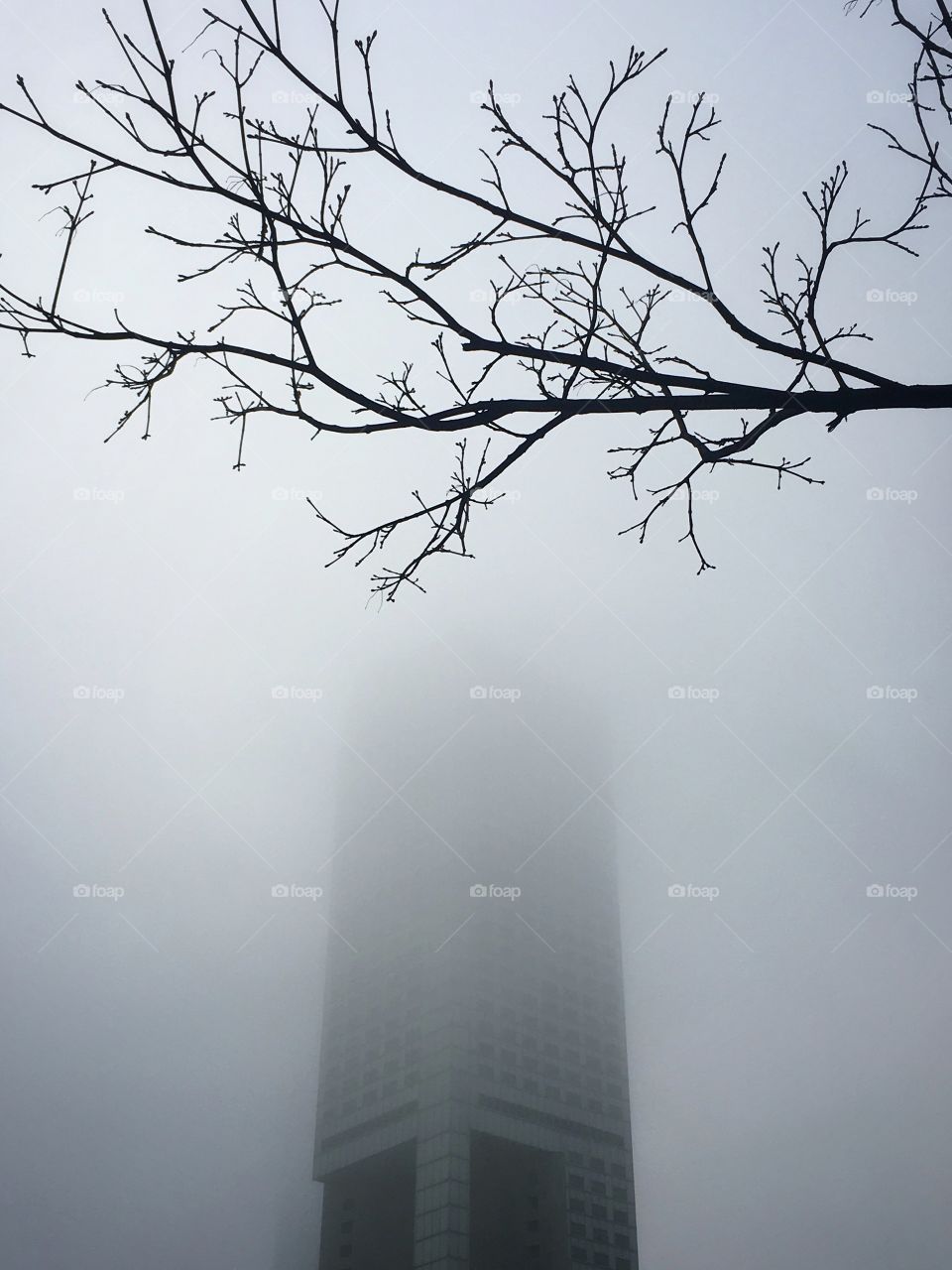 Tree hands in fog