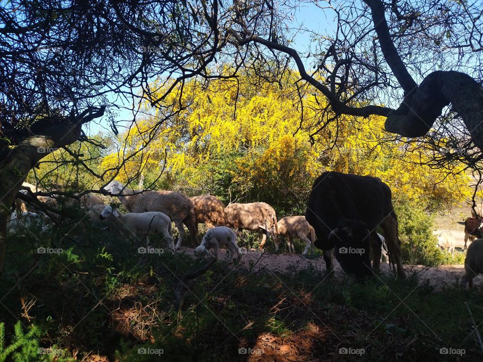 Bull and shadow outdoor