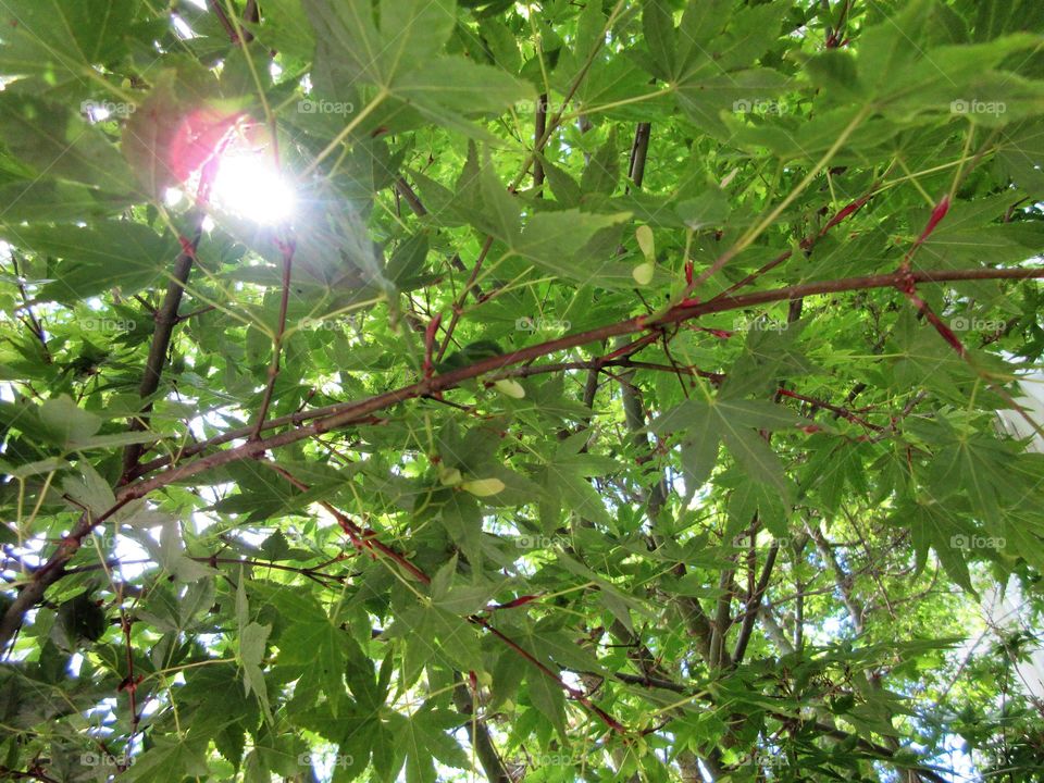 sun through the trees