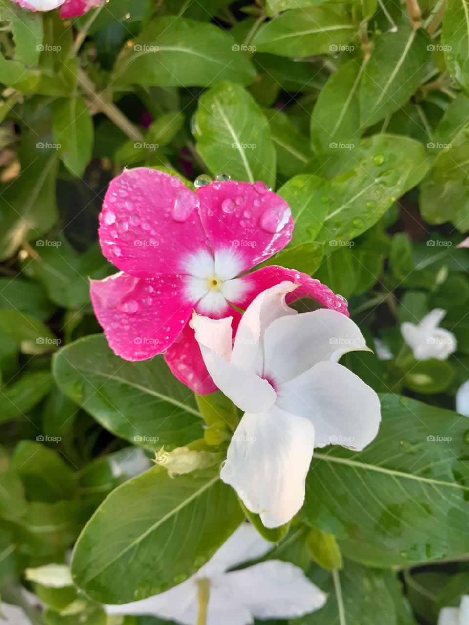 Pink and white flowers are growing on a bush at Cranes Roost Park in Altamonte Springs, Florida.