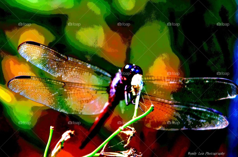 dragonfly. Was just taking pics of this dragonfly, then tried out some editing options. 