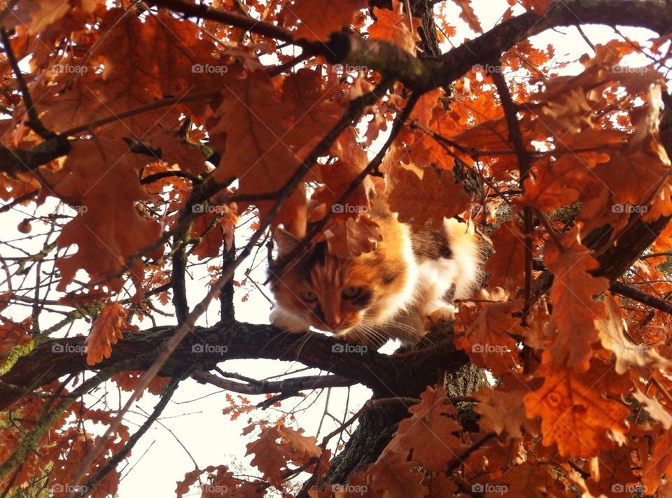 Cats on Tree