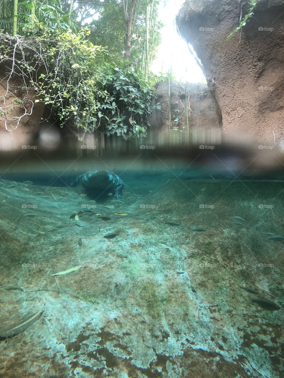 Gator underwater 