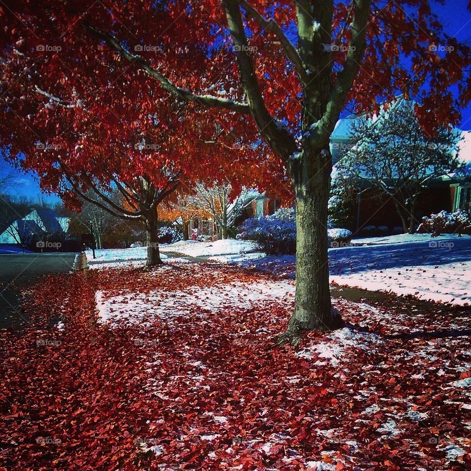 Snowy Neighborhood 