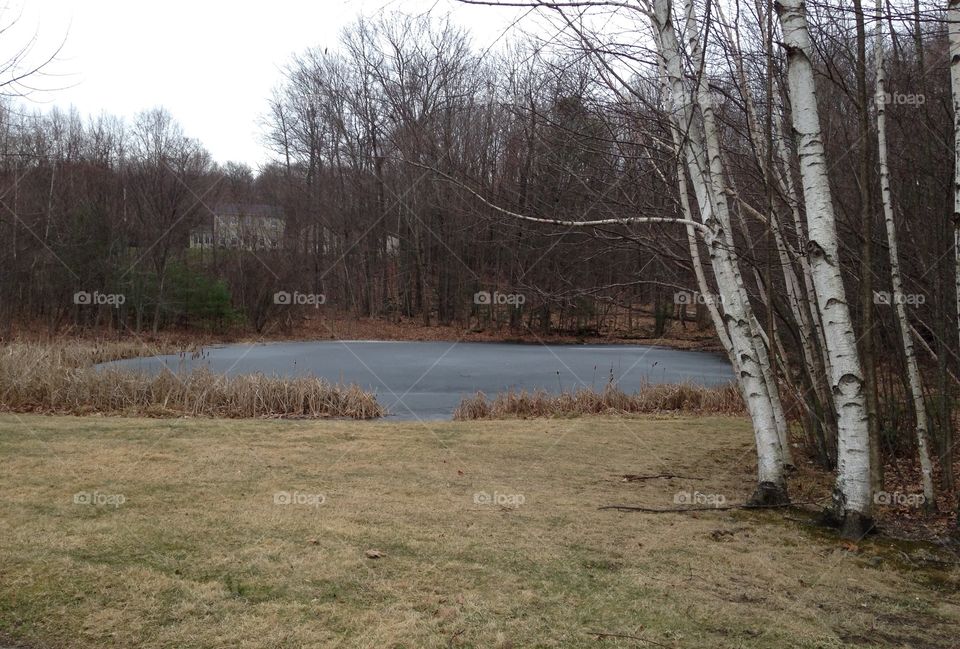 Birch trees by the pond down the street. Cold evening walk. The water is beginning to freeze.