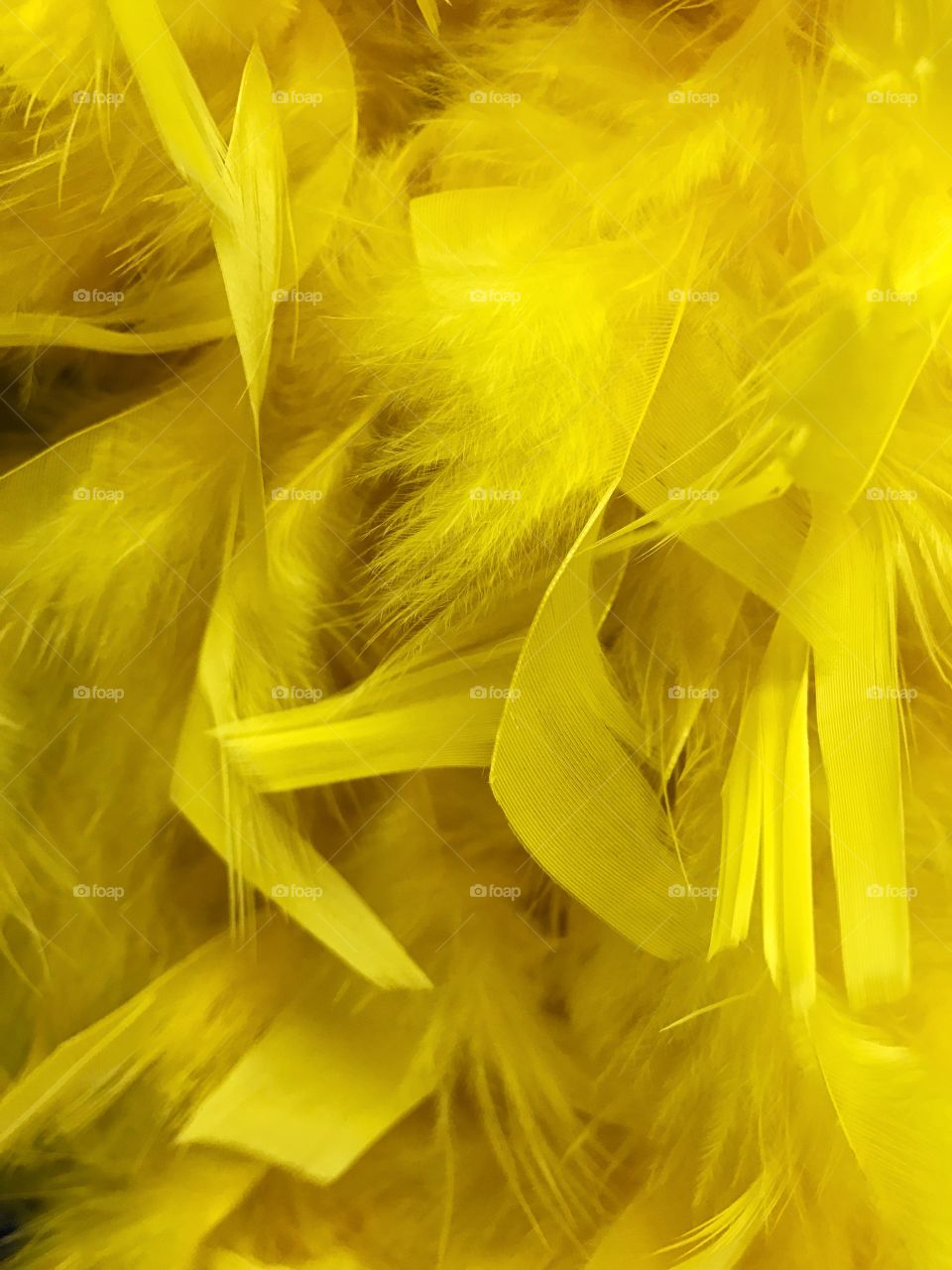 Extreme close-up of feathers