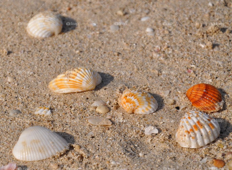 Close-up of seashells on sand