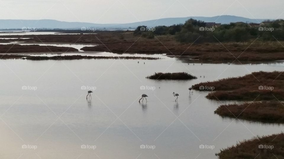 Lake and Flamingo